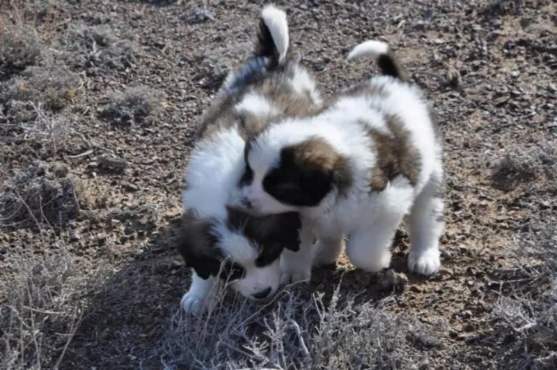 Продаются щенки Московской сторожевой 2