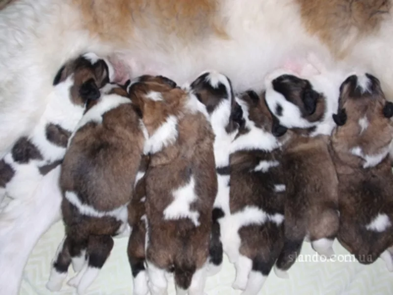 Продаются щенки Московской сторожевой 3