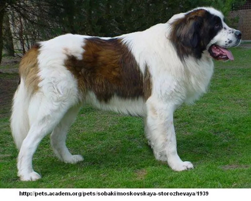 Продаются щенки Московской сторожевой 4