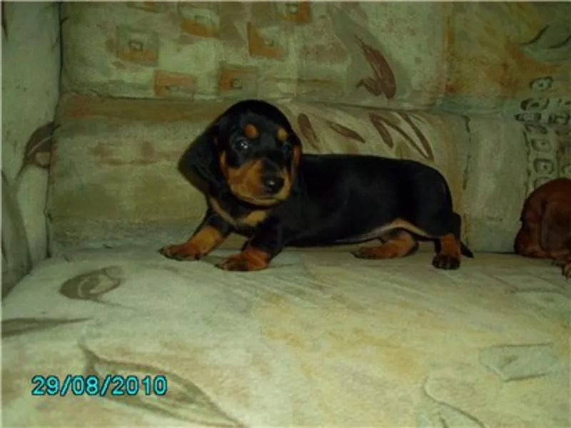 Щенок таксы