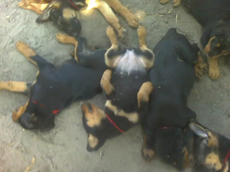 РОТВЕЙЛЕР, НЕМЕЦКАЯ ОВЧАРКА, ЩЕНКИ