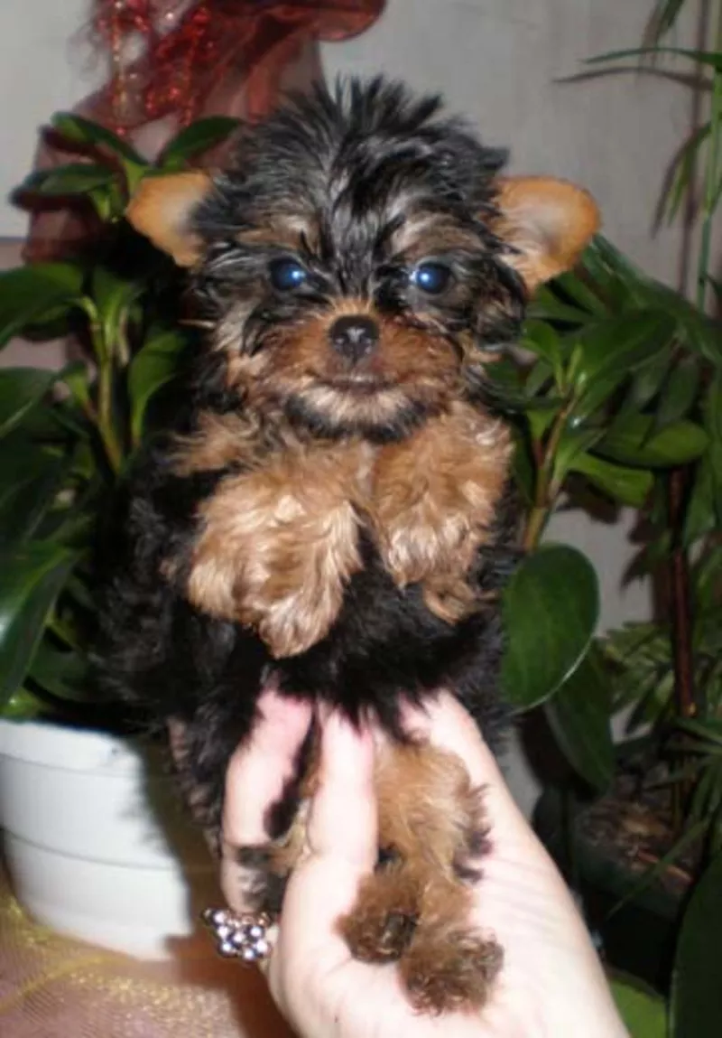 йоркширский терьер продам