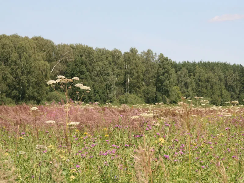 Продаю хошие земельные участки в Раменском районе (недорого,  собственник)