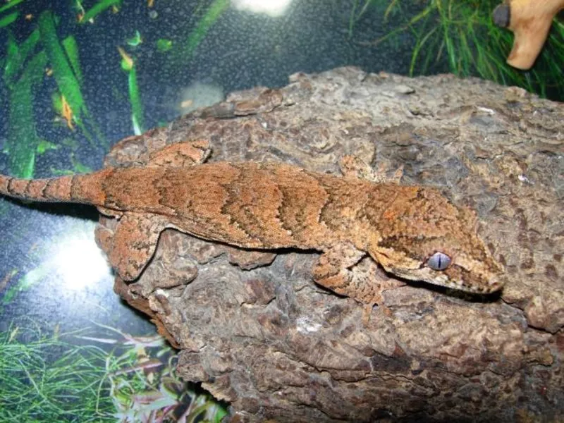 Ушастый новокаледонский  геккон-бананоед Rhacodactylus auriculatus.